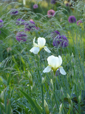 2017-05-22 Gartenimpressionen 1.jpg