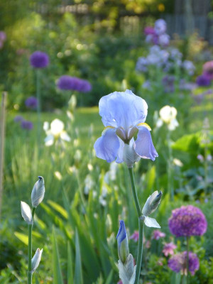 2017-05-22 Gartenimpressionen 4.jpg