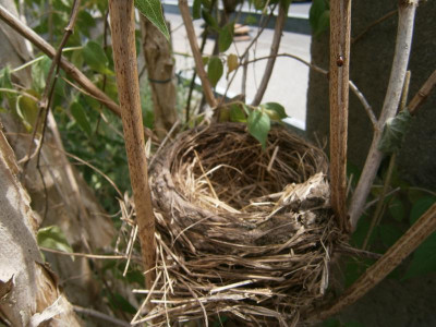 Nest 003.JPG