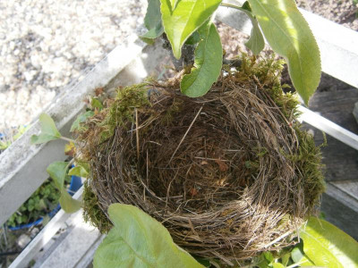 Nest 004.JPG