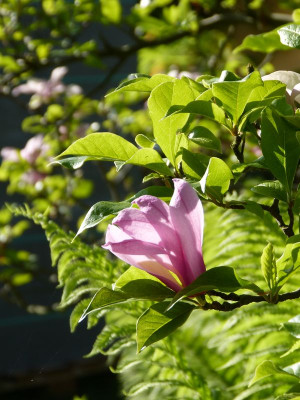 2017-05-23 Gartenimpressionen 1.jpg