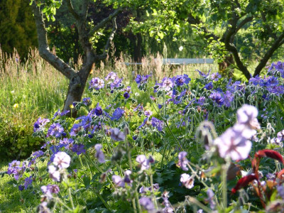 2017-05-23 Gartenimpressionen 2.jpg