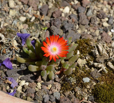 Delosperma-Luzia.17-1.jpg