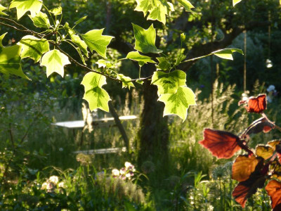 2017-05-31 Gartenimpressionen 3.jpg