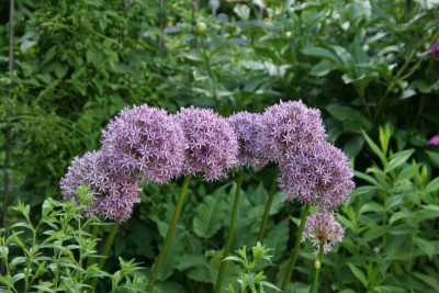 Allium0617.JPG