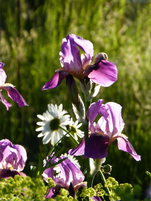 2017-06-01 Gartenimpressionen 1.jpg