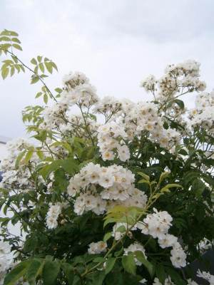 Rosenblüte Juni17 011.JPG