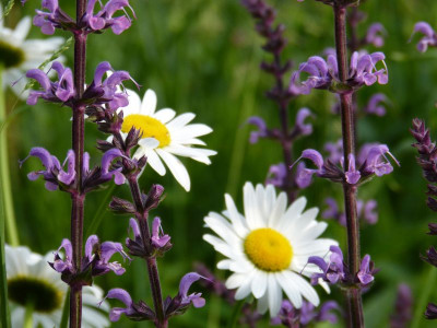 2017-06-03 Gartenimpressionen 1.jpg