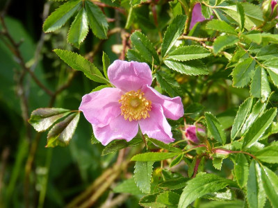 2017-06-03 Rosa nitida.jpg