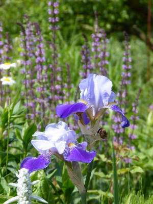 2017-06-05 Gartenimpressionen 2.jpg