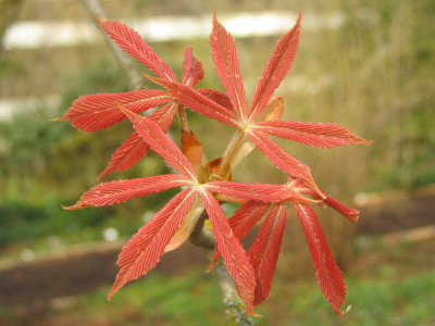 Aesculus_neg_Erythroblastos_austr.jpg