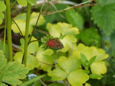 2017-06-13 Fragaria vesca 'Muricata'.jpg