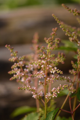 unbekannte Astilbe.jpg