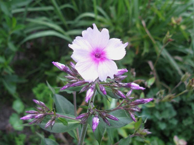 Fransenphlox.JPG