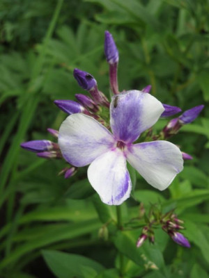 Phlox pan.jpg