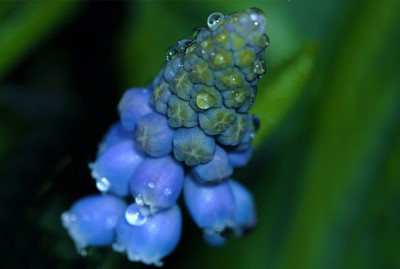 Muscari_1_07-01-2007.jpg