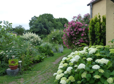 2017-06-25 Gartenimpressionen.jpg