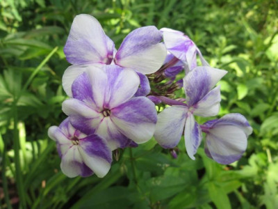 Phlox 'Gzhel'_5404.jpg