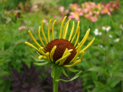 Echinacea paradoxa.JPG