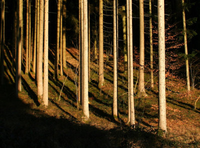 Januar-Wald-2.jpg