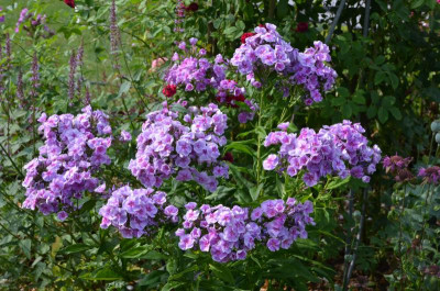 Phlox-Gräfin_von_Schwerin.17-3.jpg