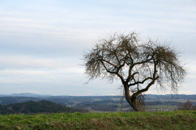 Januar-Wald-5.jpg