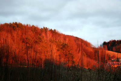 Januar-Wald-6.jpg