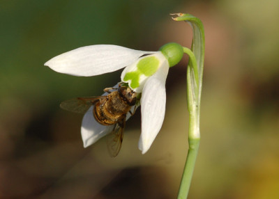 Galanthus-elwesii-mit-Biene.jpg