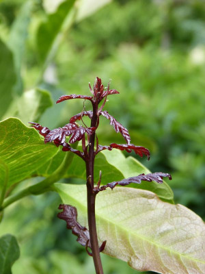 2017-07-09 Quercus robur 'Atropurpurea' 1.jpg