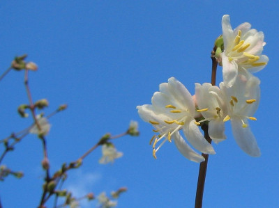 Lonicera_purpusii_20070114.jpg