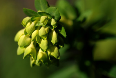 Euphorbia-characias-Jan-07.jpg