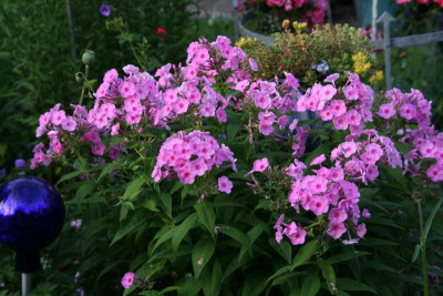 Phlox3817.JPG