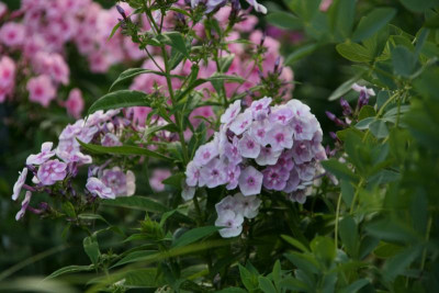 Phlox4117.JPG