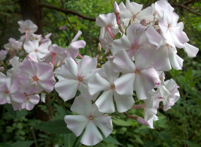 Superphlox_Ga_P7120436.JPG