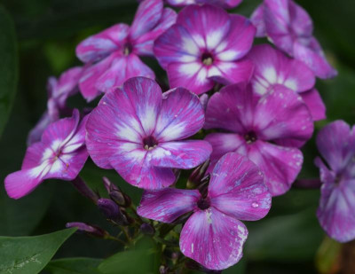 DSC_9372-Phlox-Laura.JPG