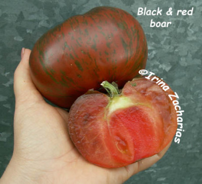 tomate_blackred_boar.jpg