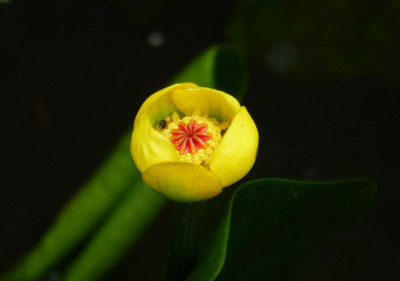 2017-07-16 Nuphar lutea 1.jpg