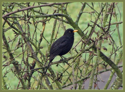 AMSEL_DO_1801_I.jpg