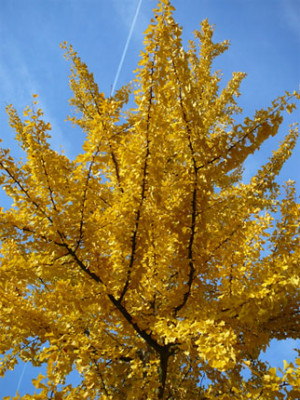 Gingko06.jpg