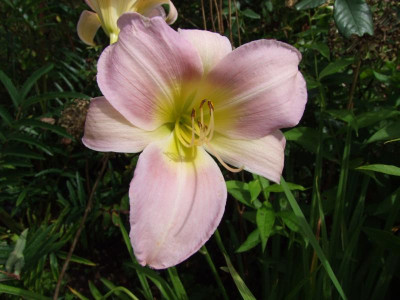 2017_0724Hemerocallis110001.JPG