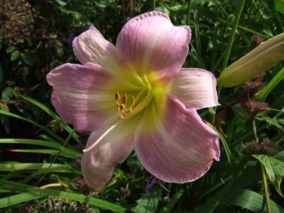 2017_0724Hemerocallis110002.JPG