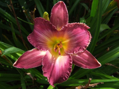 2017_0724Hemerocallis110008.JPG