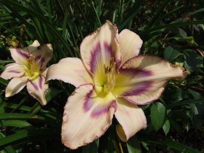 2017_0724Hemerocallis110012.jpg