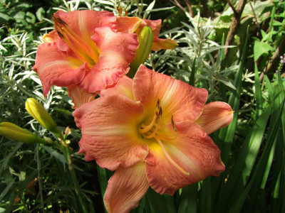 2017_0724Hemerocallis110022.jpg