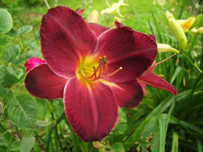 2017_0724Hemerocallis110032.jpg