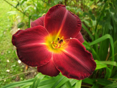 2017_0724Hemerocallis110036.jpg