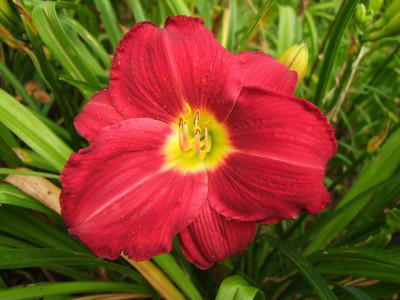 2017_0724Hemerocallis110048.jpg