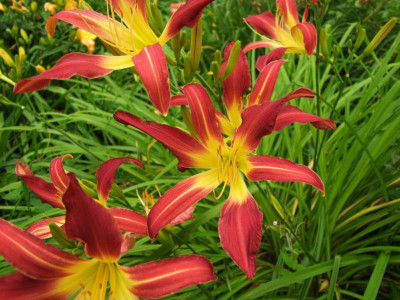 2017_0724Hemerocallis110070.JPG