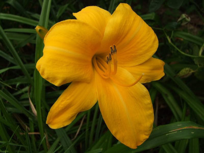 2017_0724Hemerocallis110083.jpg