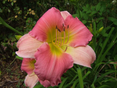 2017_0724Hemerocallis110118.jpg